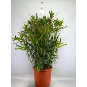 Nerium oleander   ...