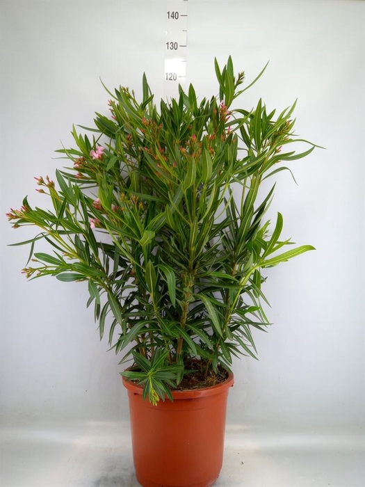 <h4>Nerium oleander   ...</h4>