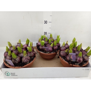 Hyacinthus orie. 'Pearl Blue'