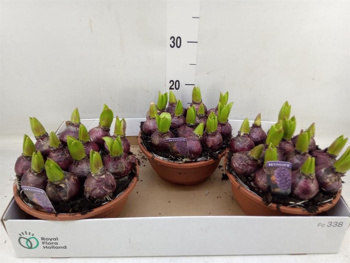 <h4>Hyacinthus orie. 'Pearl Blue'</h4>