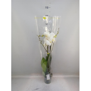 Phalaenopsis   ...white