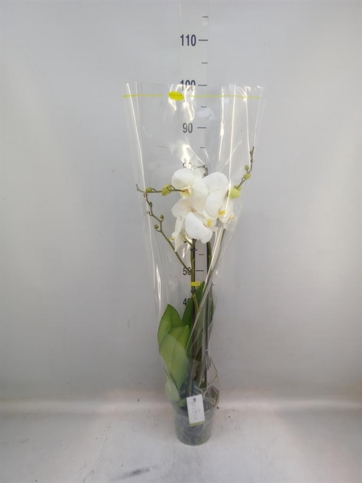 <h4>Phalaenopsis   ...white</h4>