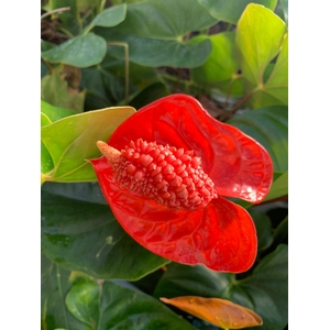 Anthurium Indiana Magic