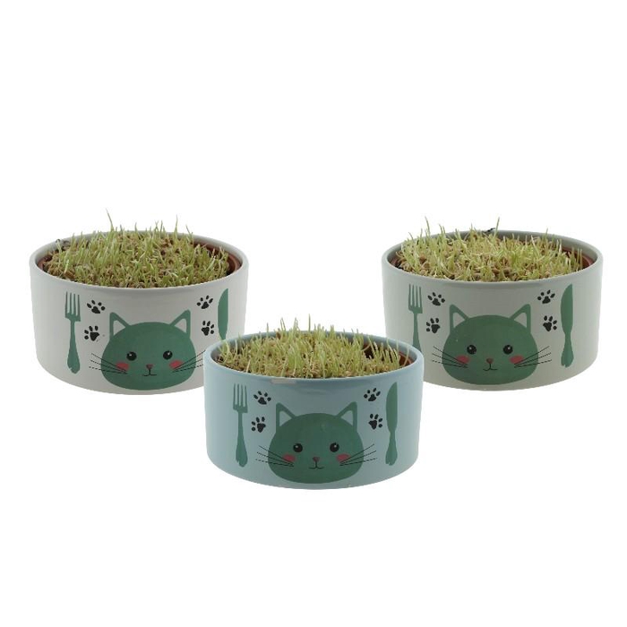 <h4>Kattegras arrangement FP064-18002 Kattenvoerbak</h4>