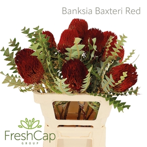 Banksia Baxteri Red