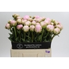 Paeonia Pillow Talk