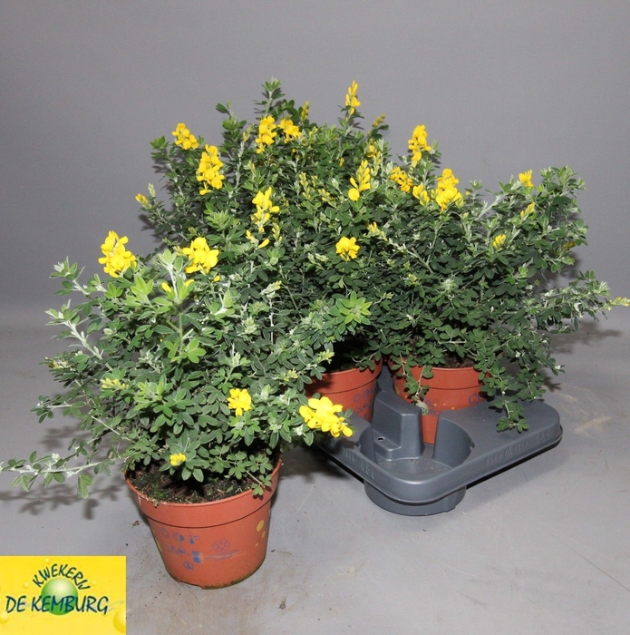 <h4>GENISTA X SP</h4>