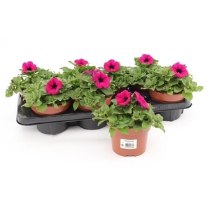 Petunia Surfinia Purple