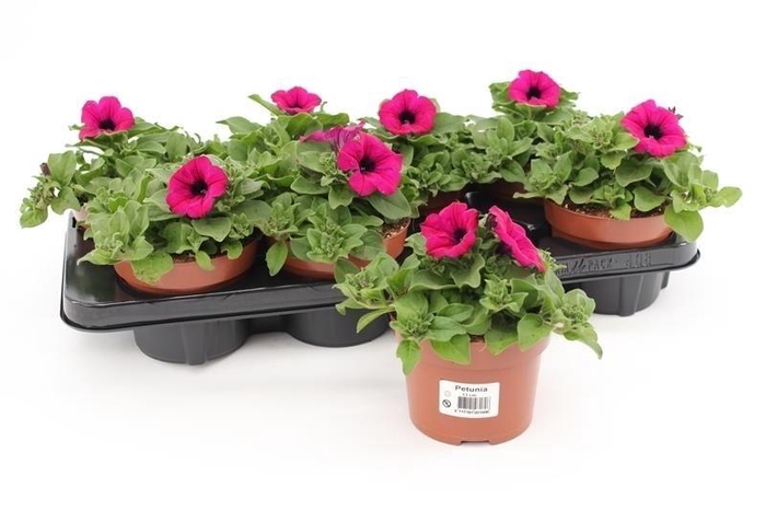 <h4>Petunia Surfinia Purple</h4>