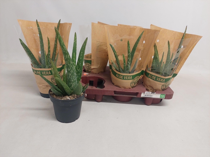 <h4>ALOE VERA</h4>