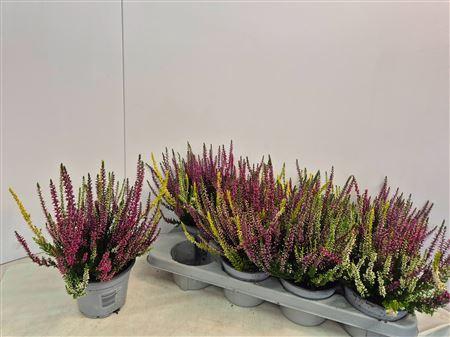 <h4>Callu Nova Gem 3 Kl</h4>