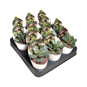 ADROMISCHUS COOPERI - POT Ø 6,5 WITH POTCOVER (SUCCULENTEN)