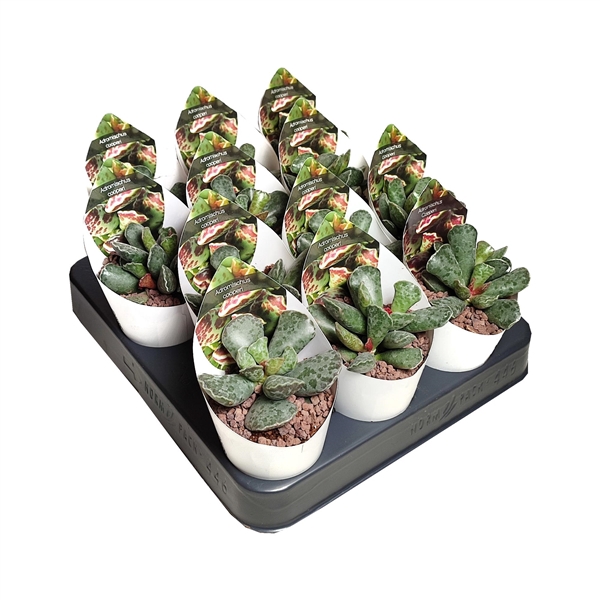 <h4>ADROMISCHUS COOPERI - POT Ø 6,5 WITH POTCOVER (SUCCULENTEN)</h4>