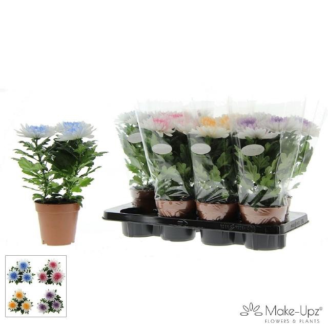 <h4>CHRYS SUPNOVA WHITE</h4>