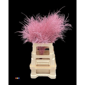 Treefern Pink