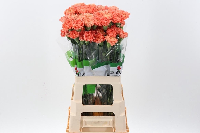<h4>Di St Hermes Orange</h4>