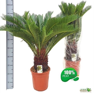 CYCAS REVOLUTA