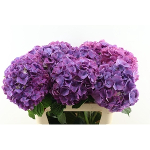 Hydr M Sibilla Purple 80-22