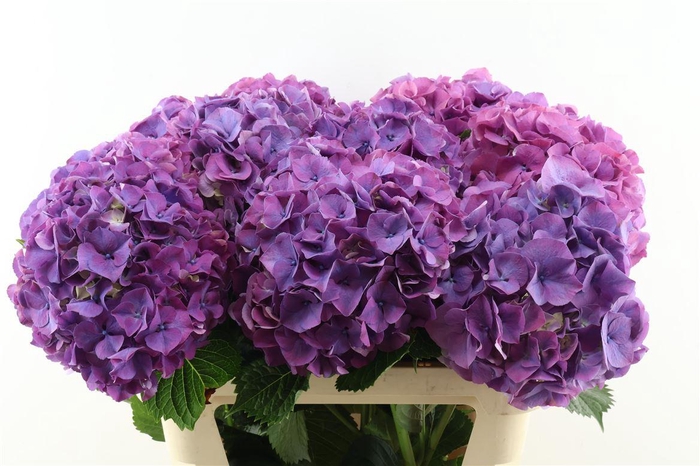 <h4>Hydr M Sibilla Purple 80-22</h4>