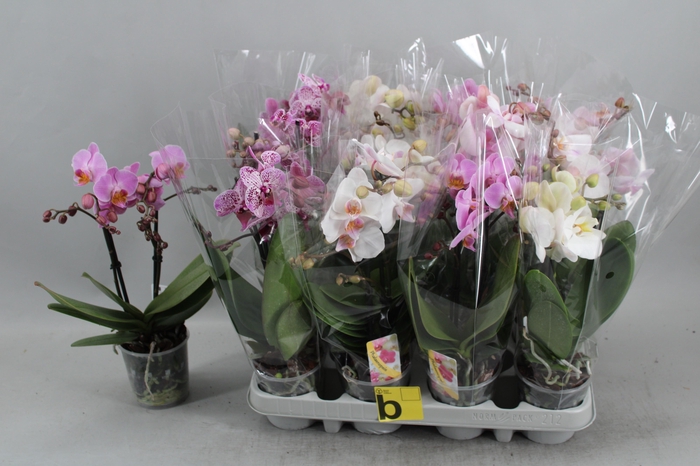 Phal Gem