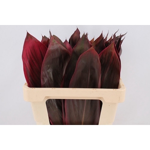 Cordyline Red/blad