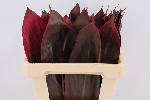 <h4>Cordyline Red/blad</h4>