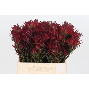 Leucadendron Sal Blush