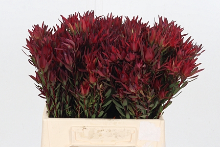 <h4>Leucadendron Sal Blush</h4>