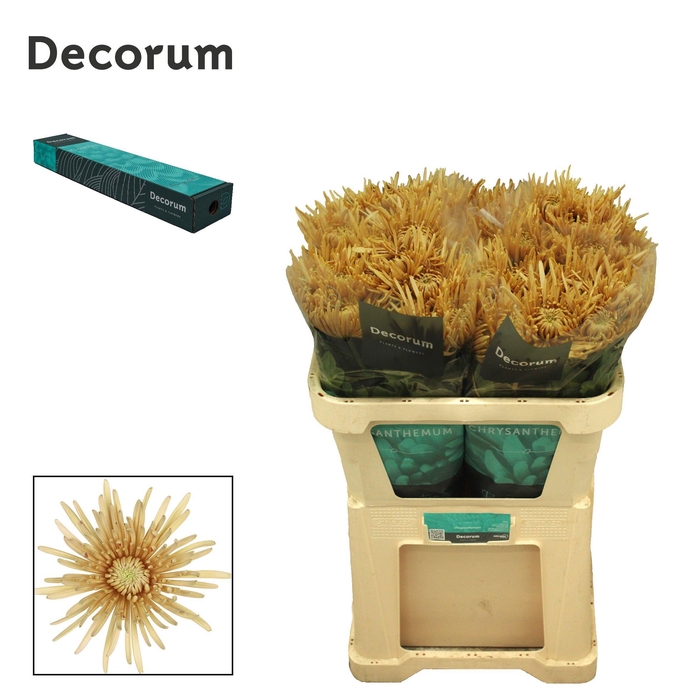 <h4>Chr G Cipria Salmon</h4>