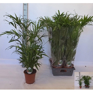 CHAMAED CATARACTARUM