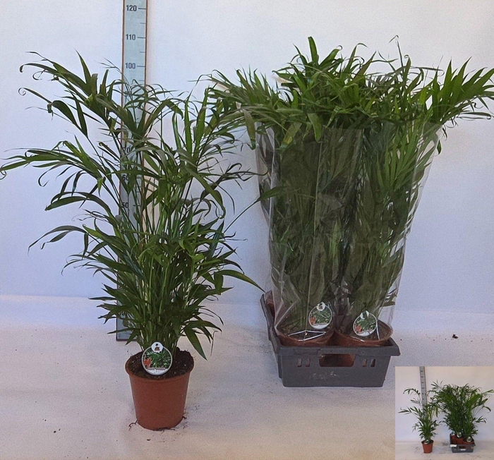 <h4>CHAMAED CATARACTARUM</h4>