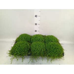 Soleirolia soleirolii   ...green