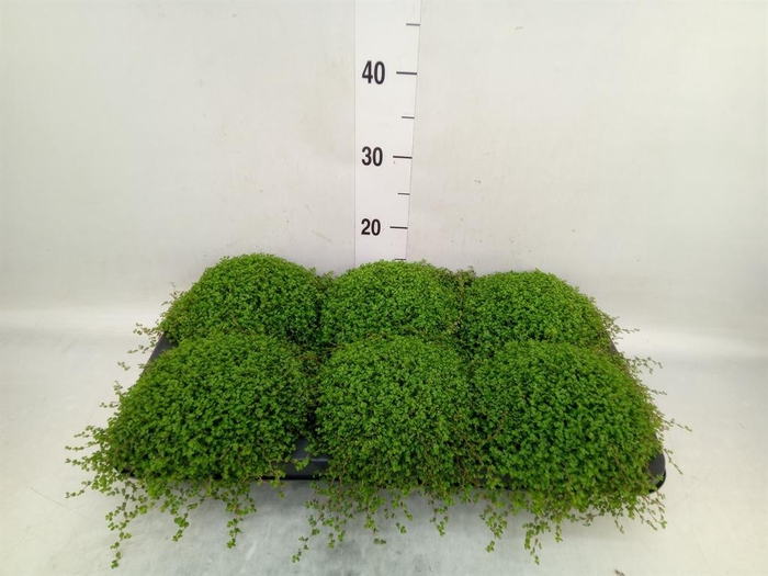 <h4>Soleirolia soleirolii   ...green</h4>
