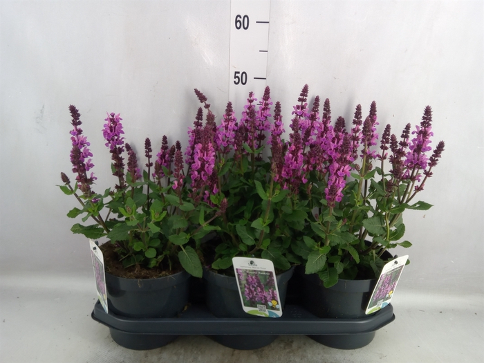 <h4>Salvia nemorosa</h4>