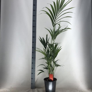 HOWEA FORSTERIANA