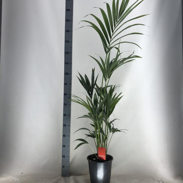 HOWEA FORSTERIANA