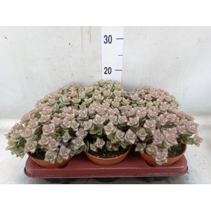 Crassula perforata