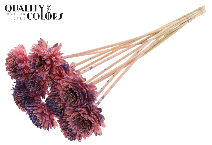 Shola Zinia 6cm on stem Splashed Pink/Milka