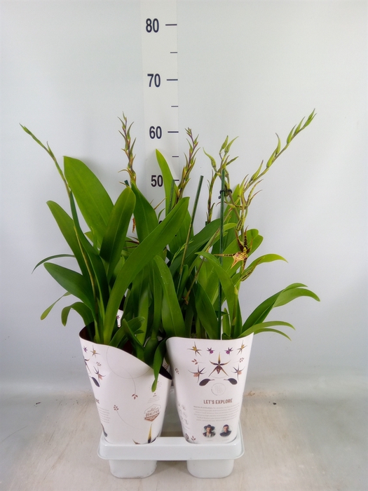 <h4>Brassia  'Summer Dream'</h4>