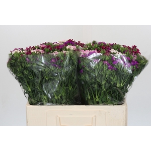 Dianthus Br Gemengd