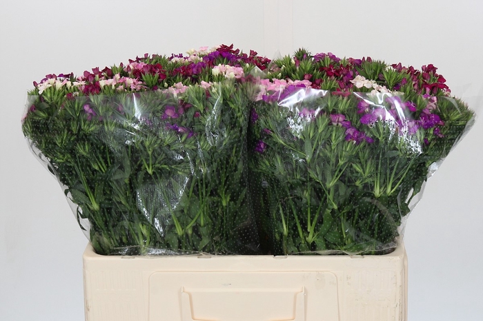 <h4>Dianthus Br Gemengd</h4>