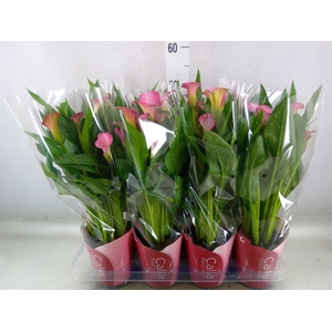 Zantedeschia  'Zazu'