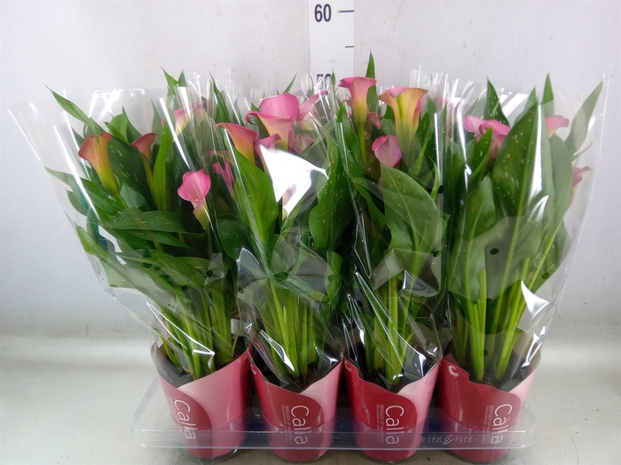 <h4>Zantedeschia  'Zazu'</h4>