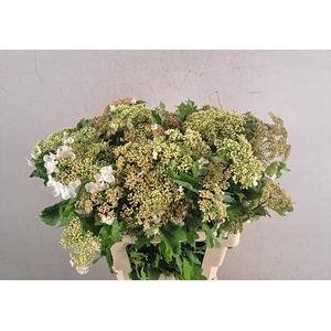 Viburnum Compactum Bs