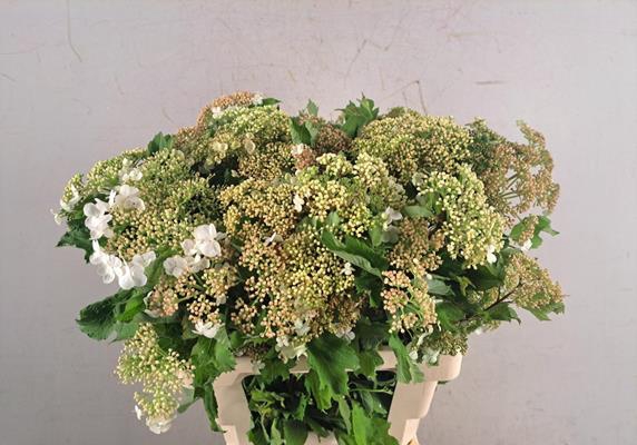 <h4>Viburnum Compactum Bs</h4>