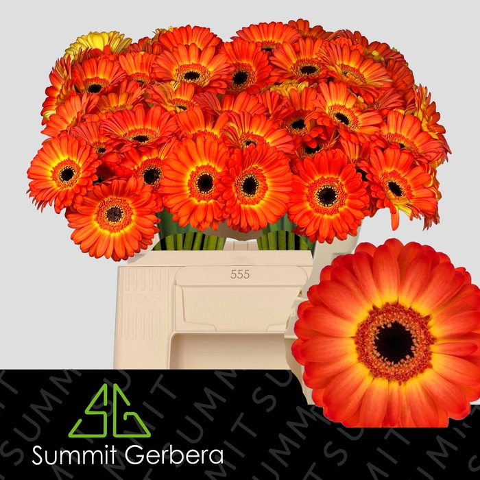 <h4>GE MI FLAMAZING</h4>