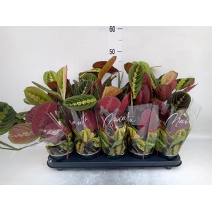 Maranta leuc. 'Fascinator'