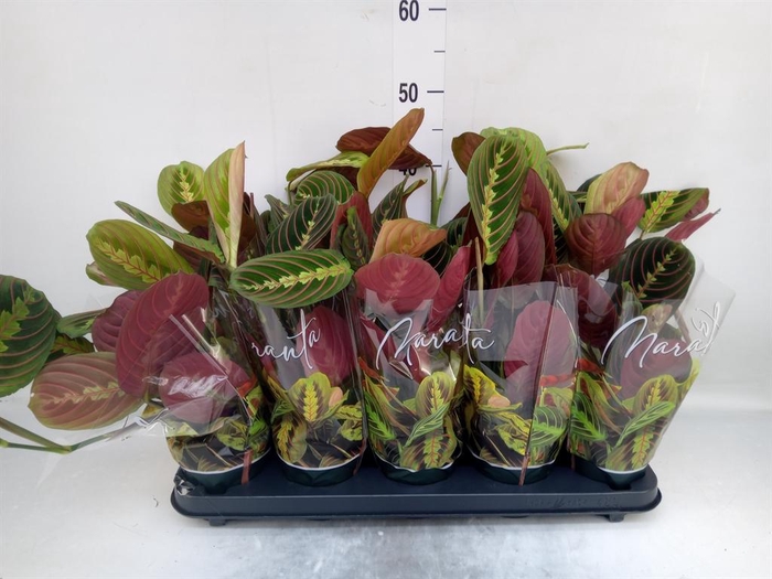 <h4>Maranta leuc. 'Fascinator'</h4>