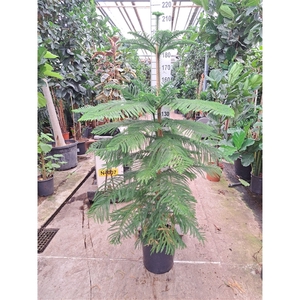 Araucaria toef 200