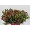Protea Robijn